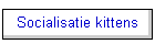 Socialisatie kittens