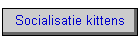 Socialisatie kittens