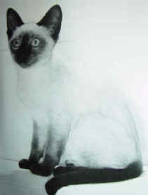 Fatima als kitten (1962)