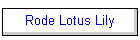 Rode Lotus Lily
